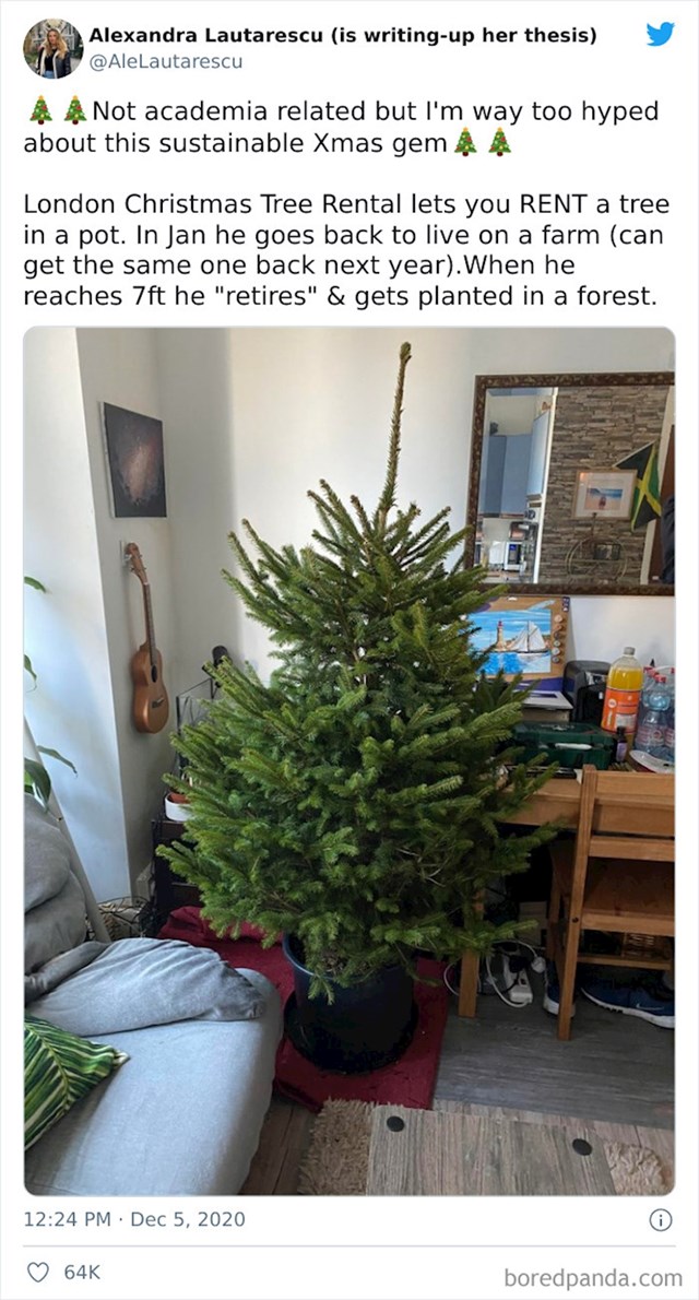 Božićno drvce u tegli koje se iznajmi tokom blagdana, a u siječnju se vrati