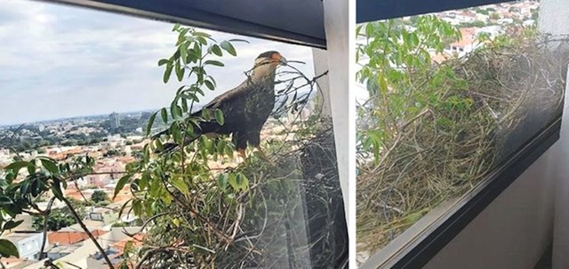 "Orlovi su napravili gnijezdo na balkonu moje bake!"