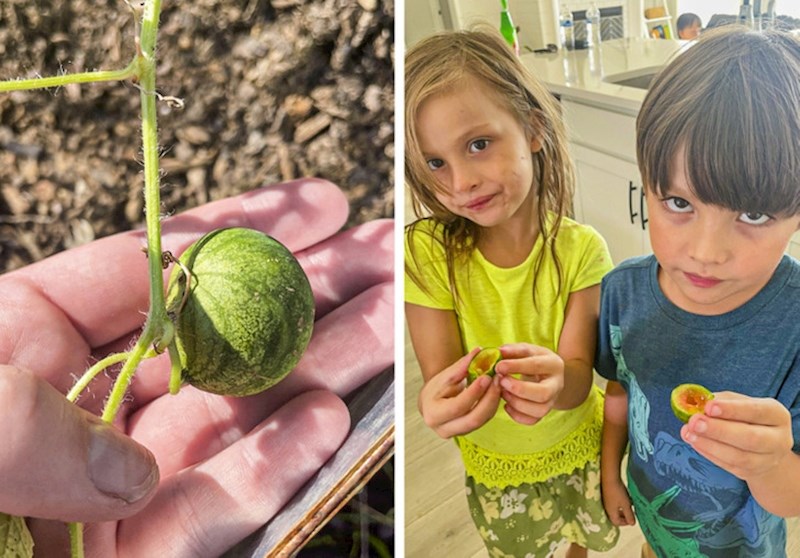 Klinci su bili uzbuđeni kada smo posadili lubenice. Ali su zato bili neutješni kada smo ih brali...