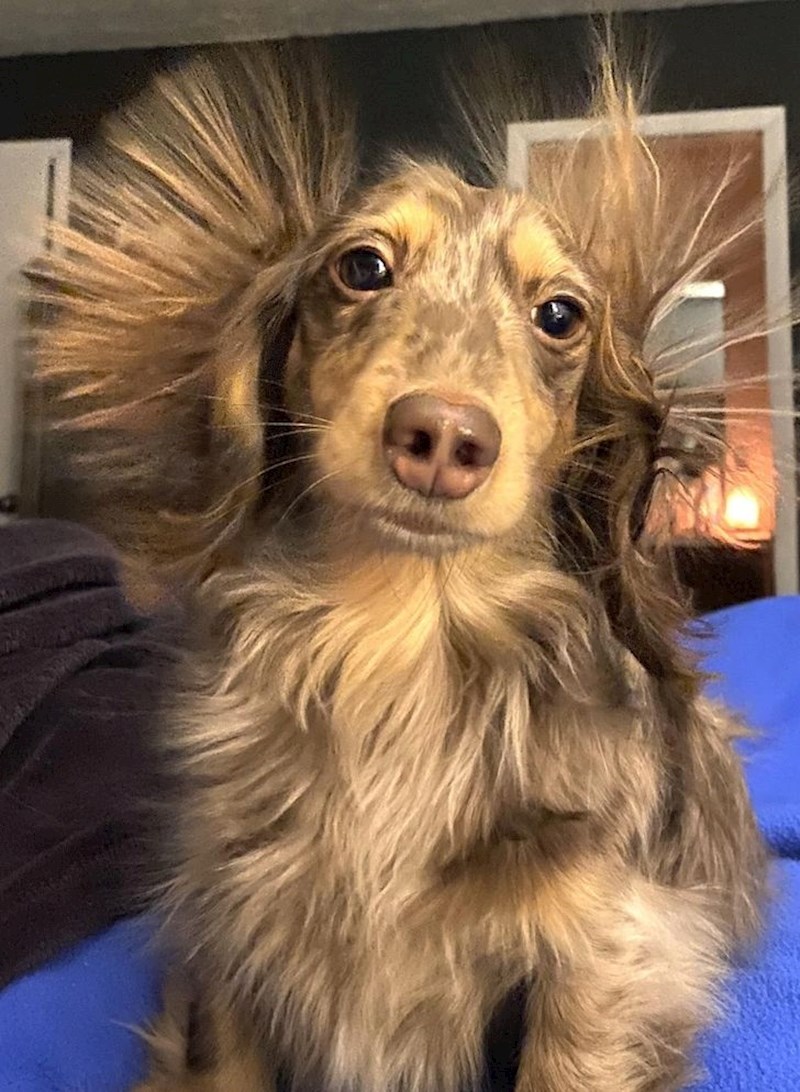 Rijetka fotka elektriciteta u dlaci mog psa