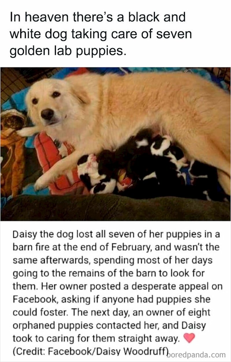 8. Retriverica koja je izgubila sedam štenaca dugo je bila izgubljena i vlasnik je odlučio pronaći štence u blizini koje bi mogla dojiti. Osam crno bijelih štenaca siročića dobilo je mamu!