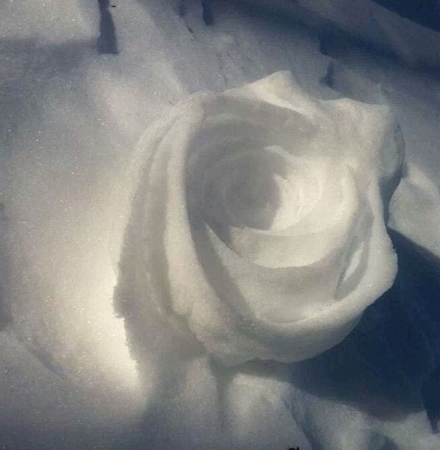 Vjetar je napravio ružu od snijega
