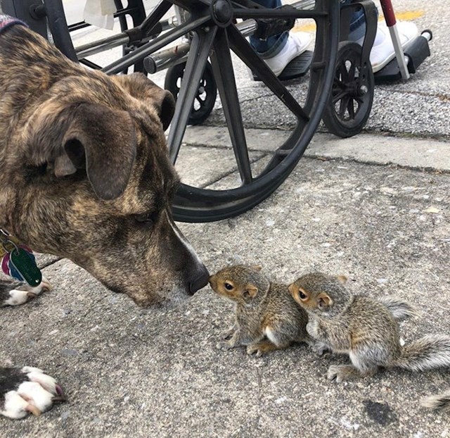 "Moja kujica u svakoj šetnji upozna nove prijatelje. Danas su to dvije vjeverice!"