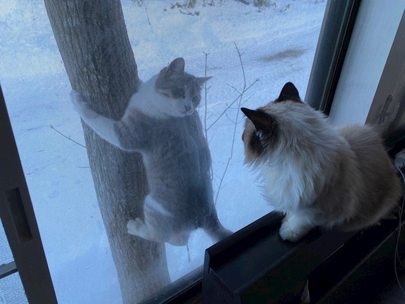 "Susjedova mačka svaki dan dolazi u posjet mojoj"