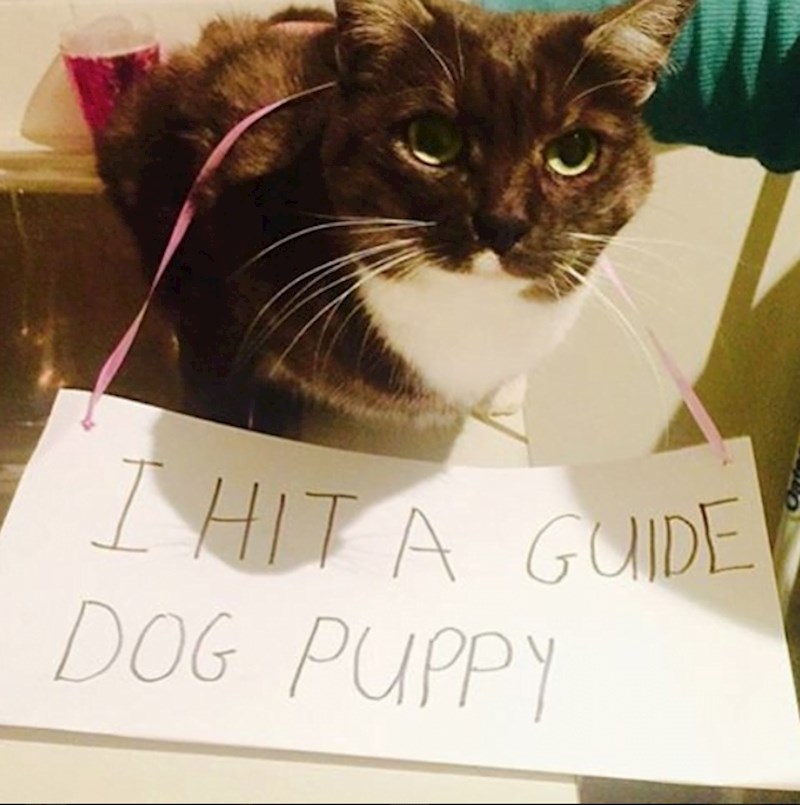 Udarila sam psa vodiča