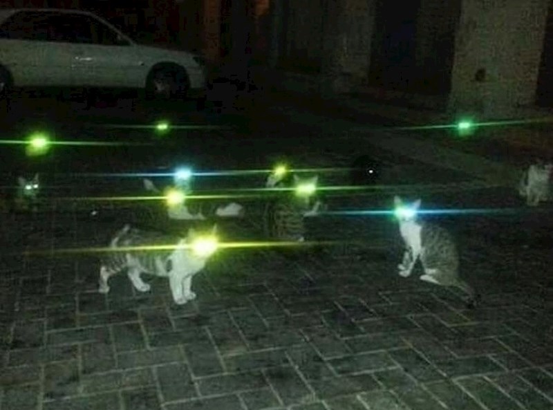 Pa kako baš svim mačkama oči svijetle kao da su svemirci?