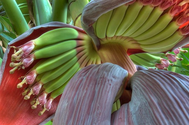 1. Banana