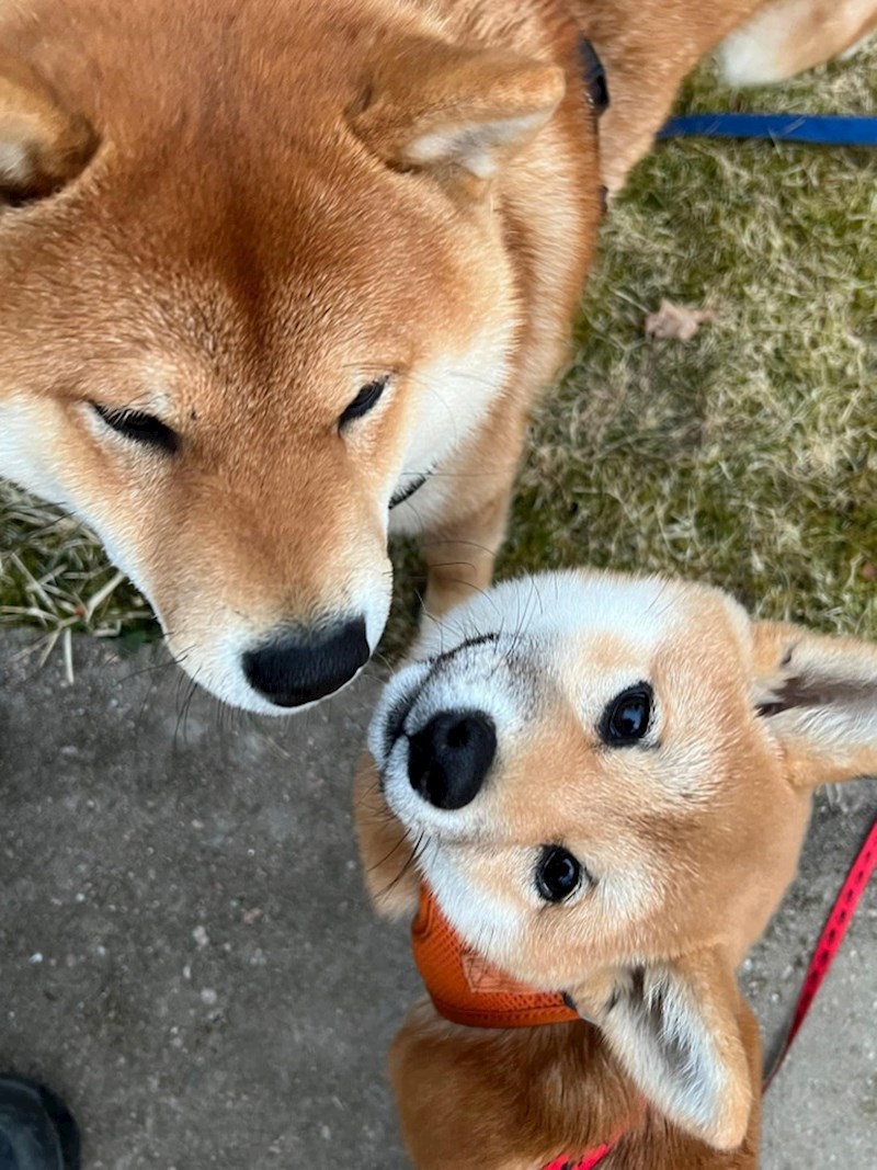 Dobar dan! Jesi li ti moj stariji braco?