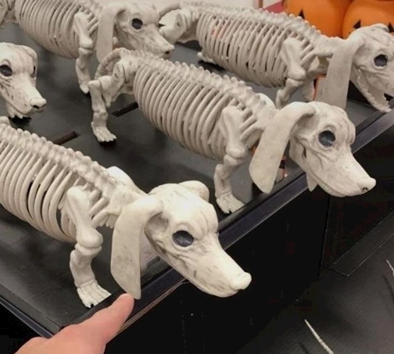 Prvo: zašto bi nekome trebao kostur psa; drugo: što je s ušima??