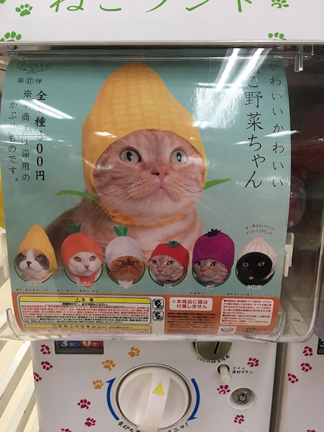 Japan. Kape za mačke