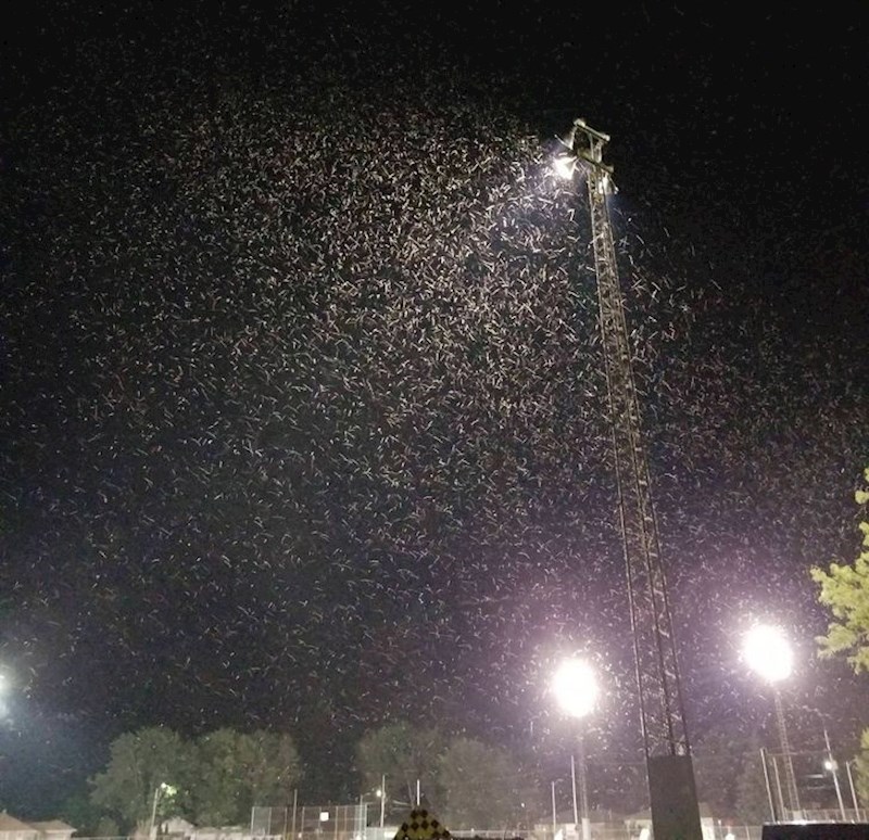 12. Da, ovo su kukci...