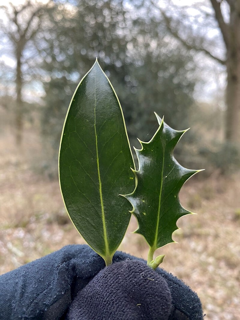 Razlika između lista božikovine s gornjih  i donjih dijelova biljke. Jeleni se hrane ovom biljkom, pa je ona "uzvratila" oštrim rubovima listova na donjim, lakše pristupačnim dijelovima biljke