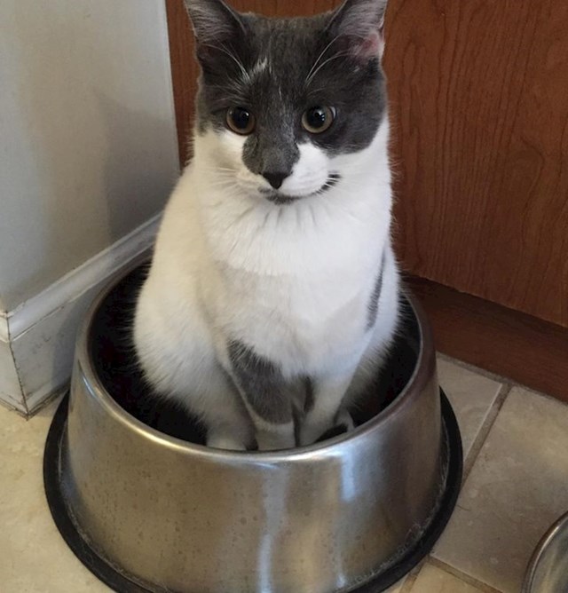 Ovako mačka obavještava vlasnike da pas nema vode u zdjelici!