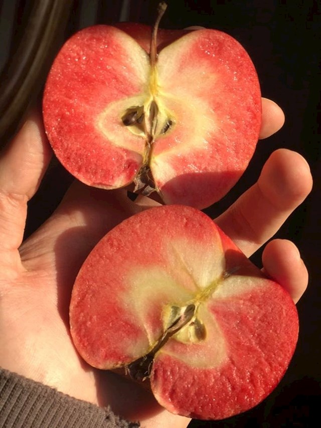Jabuka koja je crvena i iznutra!