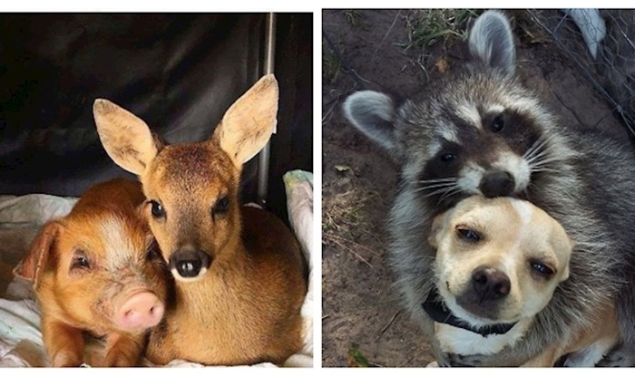 19 puta kada su se rodila prijateljstva između nespojivih životinja; dokazi da ljubav nema granica!