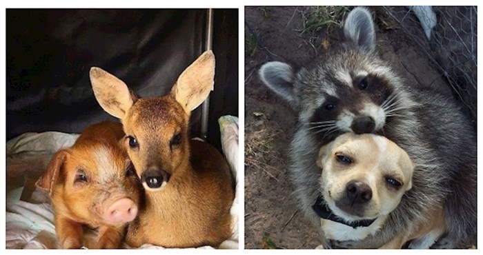 19 puta kada su se rodila prijateljstva između nespojivih životinja; dokazi da ljubav nema granica!