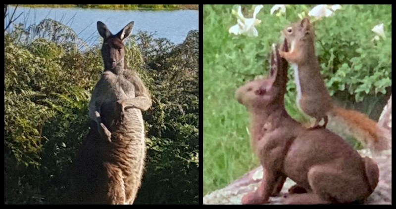18 fotografa uhvatilo je divlje životinje u pozama koje izgledaju kao da se glupiraju, urnebesne su