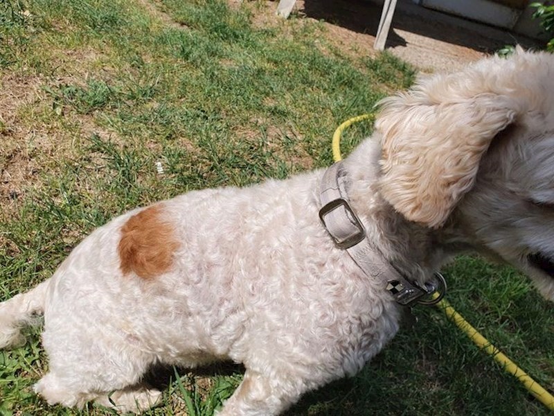 13. Na mjestu operacije dlaka je izrasla drugačije boje