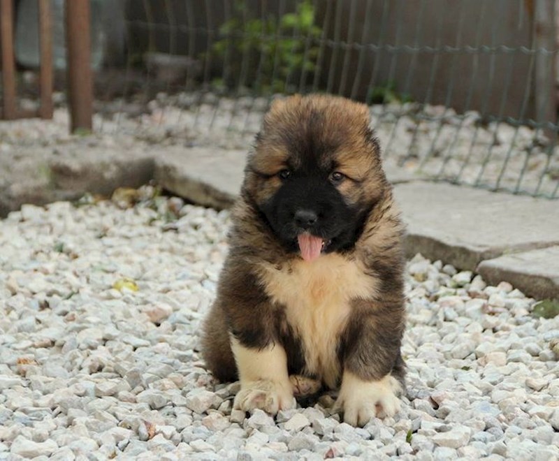 Određene vrste pasa