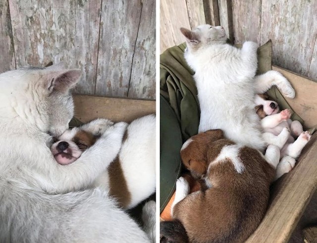 "Moja mačka je prihvatila dva mala štenca i takvu ljubav još nisam vidjela"