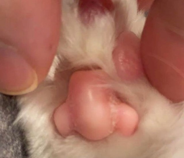 Macina šapica ima oblik nosa