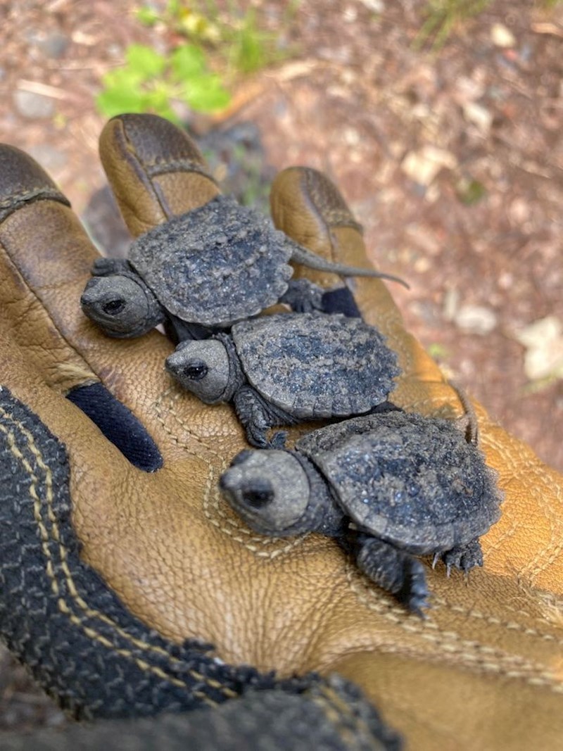 "Krenule su preko ceste. Srećom, ugledao sam ih na vrijeme i prebacio na drugu stranu"