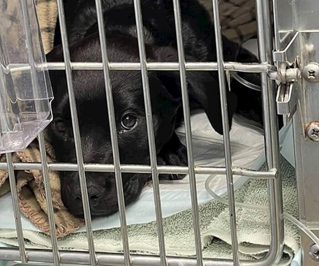 U isto vrijeme, njegova mama prokrenula je GoFundMe kampanju i iznos potreban za liječenje ubrzo je skupljen i Bruce je započeo s tretmanom.