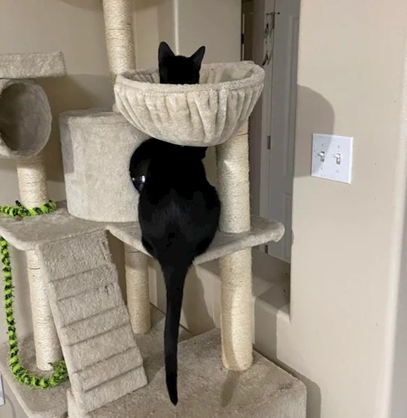 Okrenula sam se na sekundu, a mačke su izvele magični trik