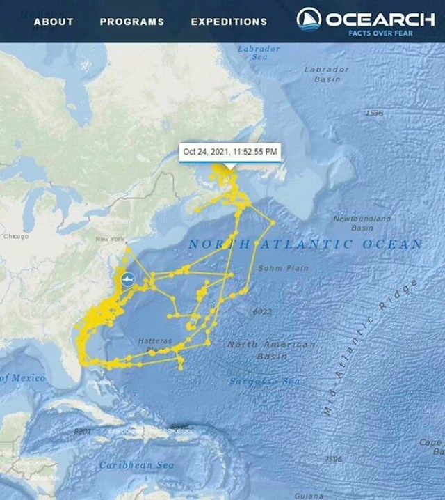 Morski pas koji je praćen pomoću GPS-a kretao se putanjom koja ima oblik morskog psa 😂