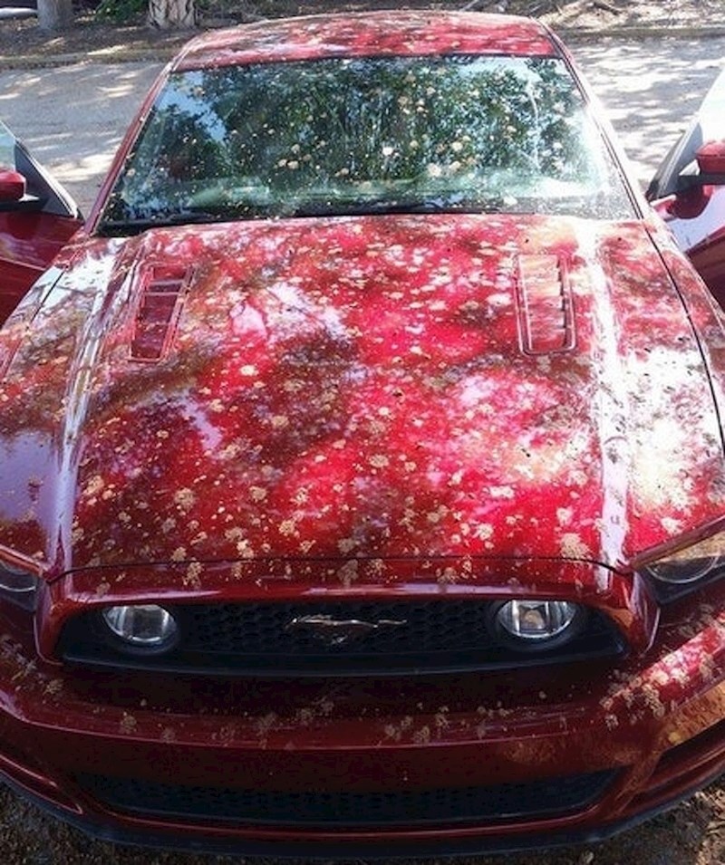 Vlasnik ga je oprao večer prije...