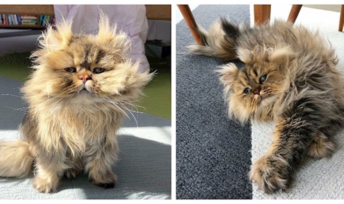 Upoznajte Barnabyja, perzijskog mačka koji uvijek izgleda kao da nije popio jutarnju kavu!