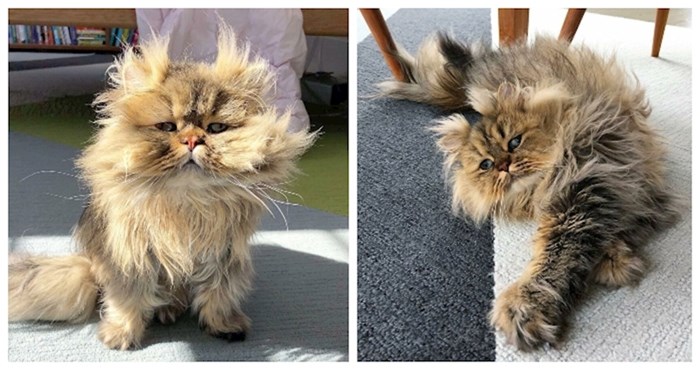 Upoznajte Barnabyja, perzijskog mačka koji uvijek izgleda kao da nije popio jutarnju kavu!