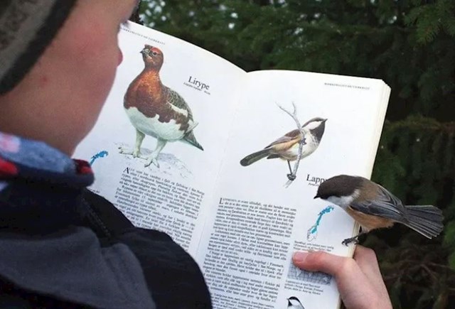 Ptica je sletjela na stranicu koja opisuje baš njenu podvrstu!