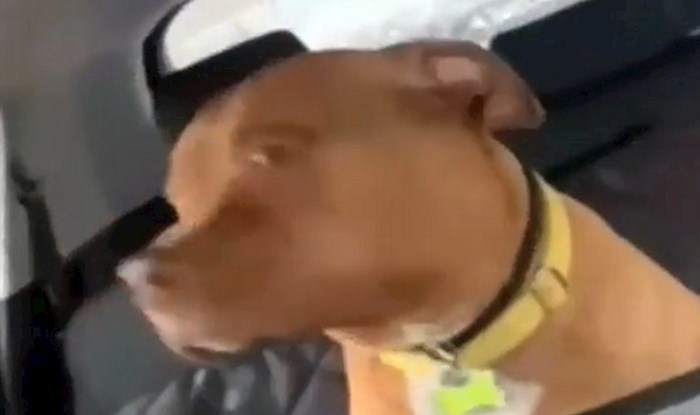 Netko je snimio trenutak kada je pas shvatio da ne ide u park već kod veterinara; reakcija je hit!