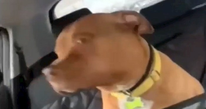 Netko je snimio trenutak kada je pas shvatio da ne ide u park već kod veterinara; reakcija je hit!