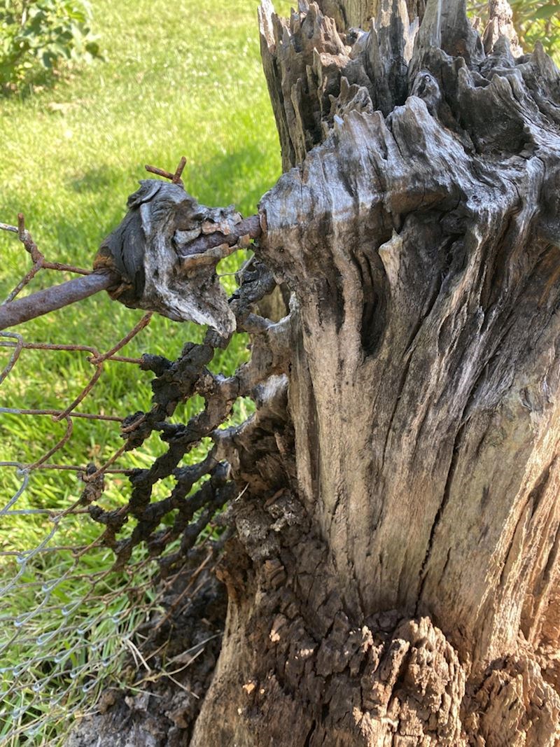 Priroda uvijek pobijedi