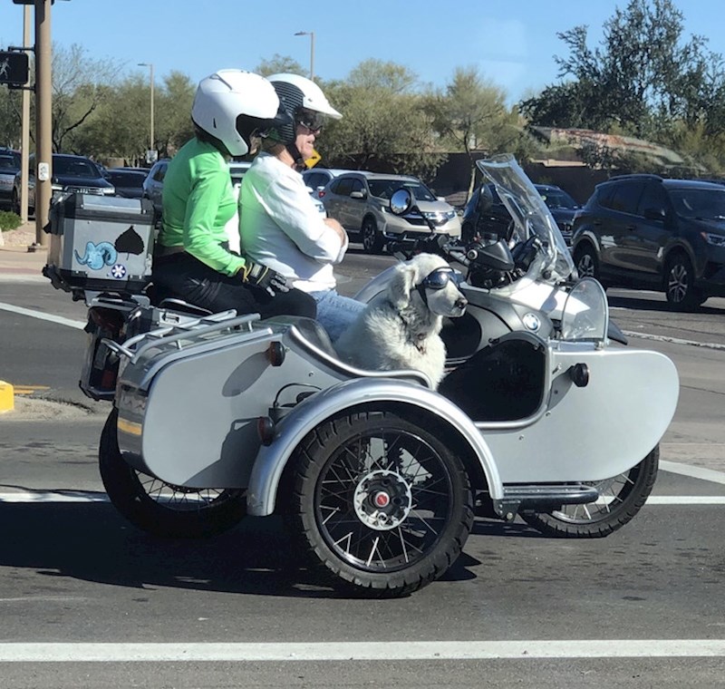 "Nikad nitko neće biti više cool od ovog psa"