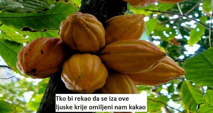Iznenadit ćete se kad vidite kako vaša najdraža hrana izgleda u prirodi