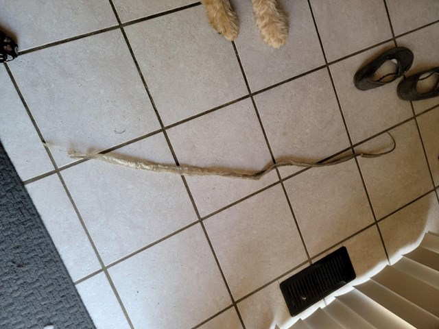 Zadnje što ti treba nakon dana na poslu je da nađeš zmijsku kožu na podu u vlastitoj kući. I još ne znaš gdje je zmija koja ju je ostavila.