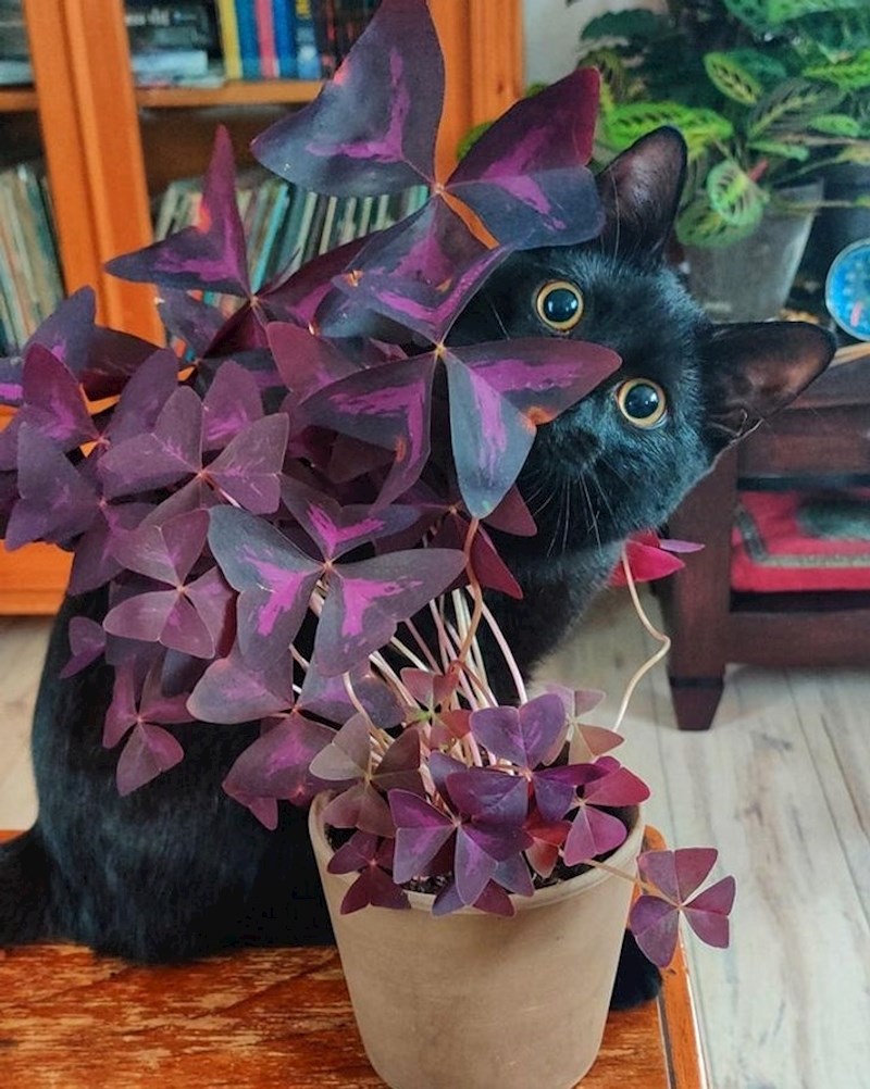 "Htjela sam fotkati napredak biljke, ali on je imao druge planove"