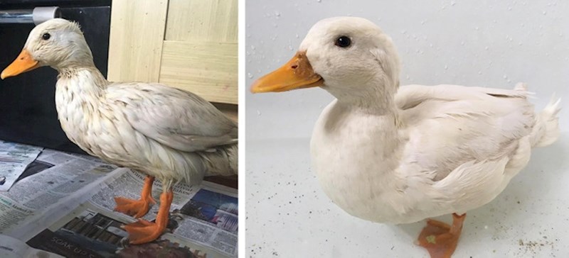 Bonus fotka- prije i poslije udomljenja!