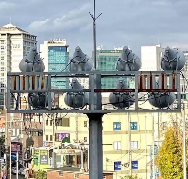 Golubovi ili?