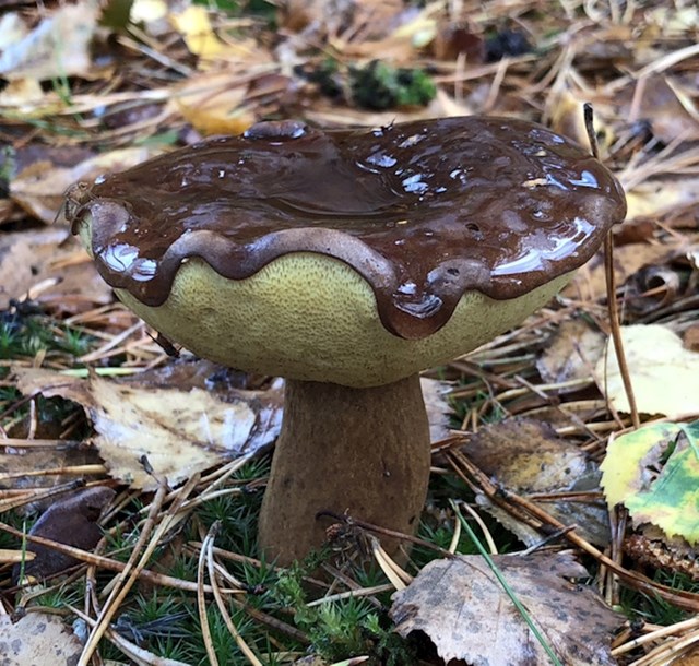 Gljiva koja izgleda kao da je prelivena topljenom čokoladom