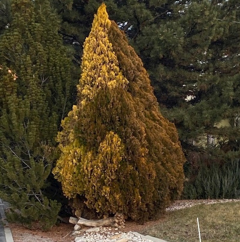 Sjena pada tako da izgleda da se dvije polovice krošnje grle!
