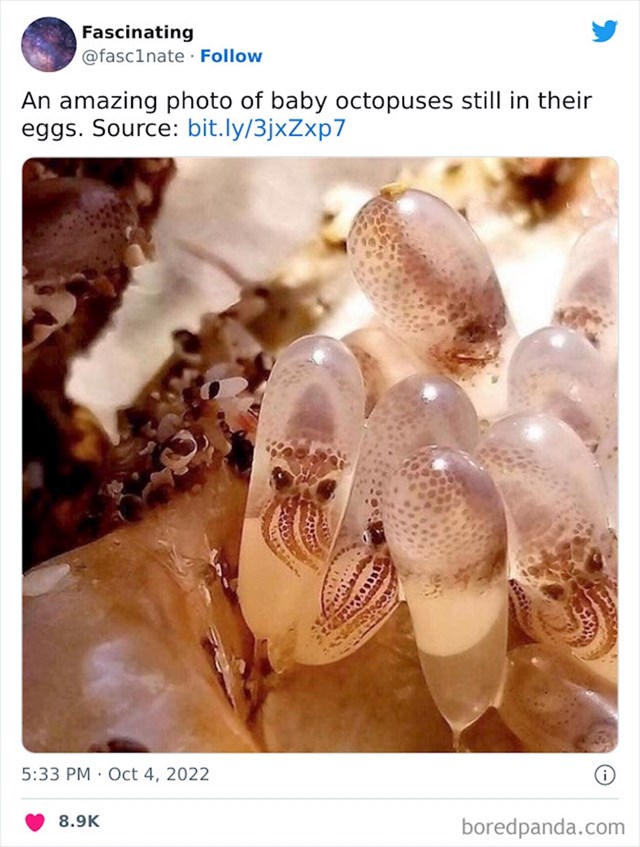 Bebe hobotnice 😍