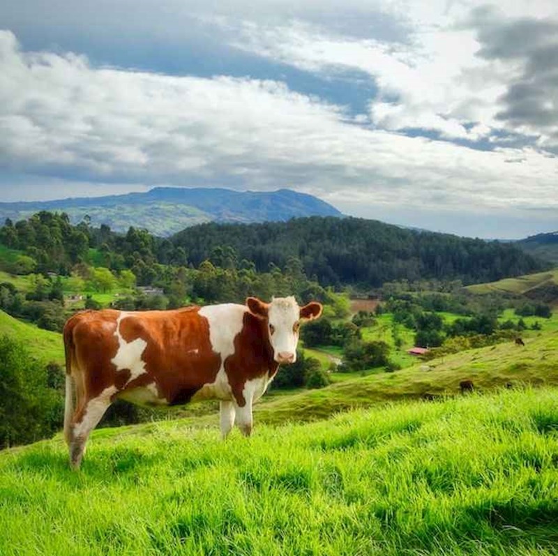 "Baš lijepo od krava što su razvile vime da ljudi mogu piti njihovo mlijeko"