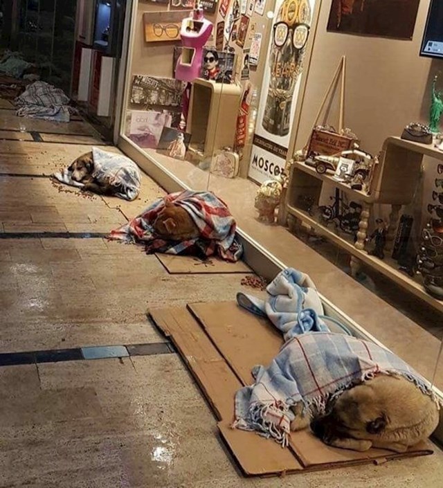 6. U Istanbulu su ljudi pokrivali pse dekama tijekom oštrih zimskih dana
