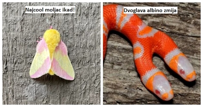 16 običnih stvari, pojava i životinja fascinirat će vas u ovom nesvakidašnjem izdanju