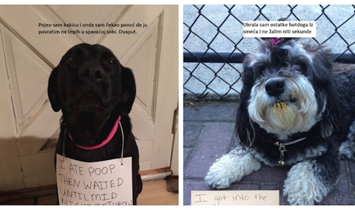 J'accuse..! 19 fotki pasa koje se tereti za strašni neposluh
