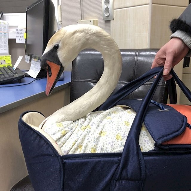"Danas nam je u ordinaciju stigao labud. Ne brinite, zdrav je!"